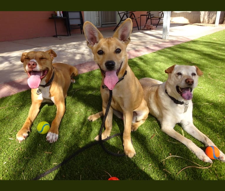 Bean, a Chow Chow and Chihuahua mix tested with EmbarkVet.com