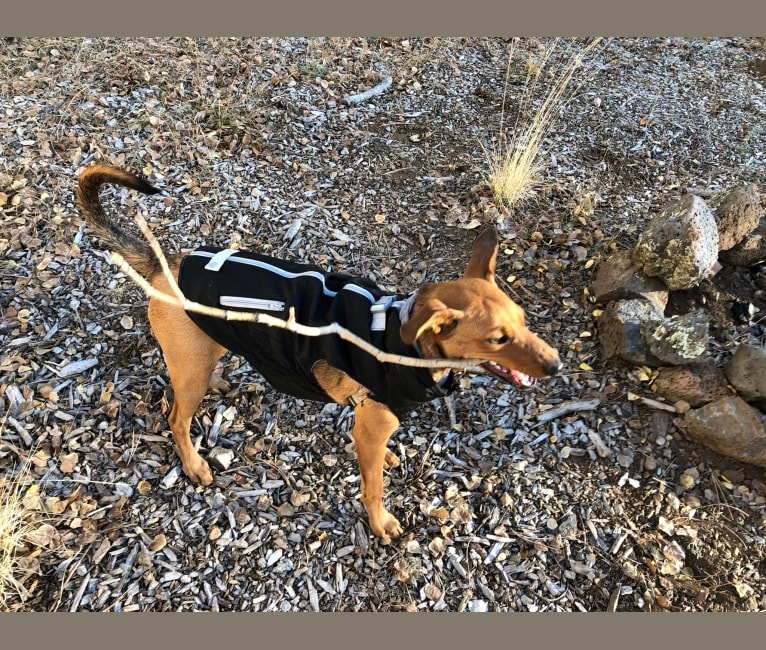 Sasha, an Australian Cattle Dog and German Shepherd Dog mix tested with EmbarkVet.com