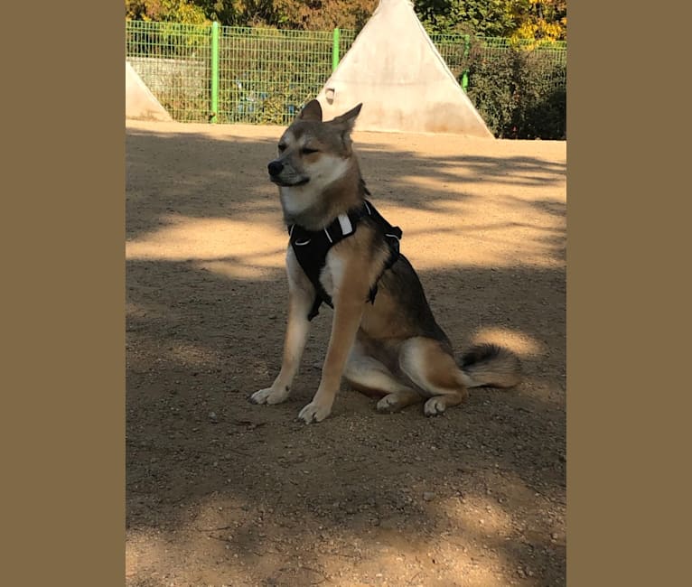 HuChoo, a Japanese or Korean Village Dog and Alaskan Malamute mix tested with EmbarkVet.com