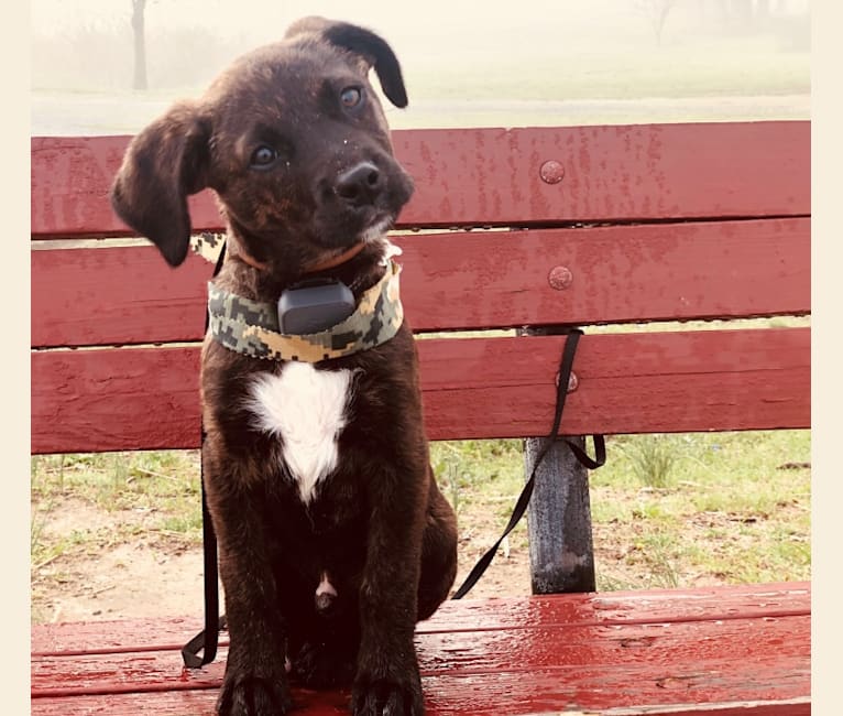 Dexter, an American Pit Bull Terrier and Australian Cattle Dog mix tested with EmbarkVet.com