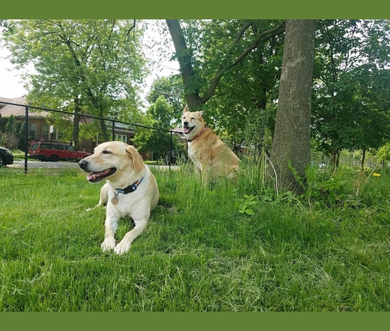 Roxstar, a Siberian Husky and Collie mix tested with EmbarkVet.com