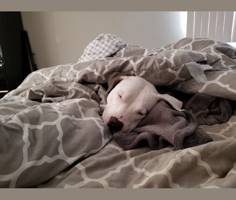 Luna, an American Pit Bull Terrier and American Staffordshire Terrier mix tested with EmbarkVet.com
