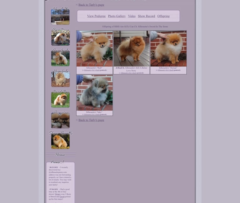 Santino, a Pomeranian tested with EmbarkVet.com