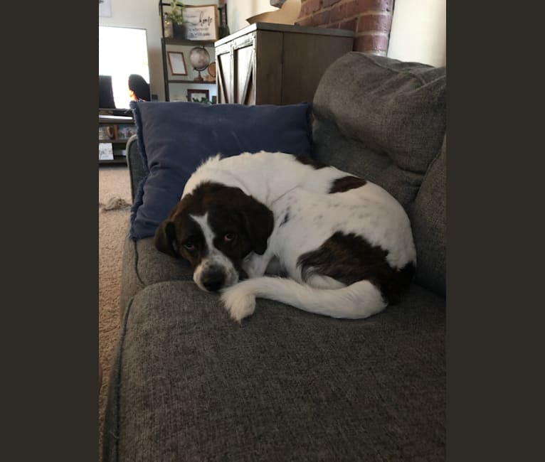 Dunkin, a Great Pyrenees and Treeing Walker Coonhound mix tested with EmbarkVet.com