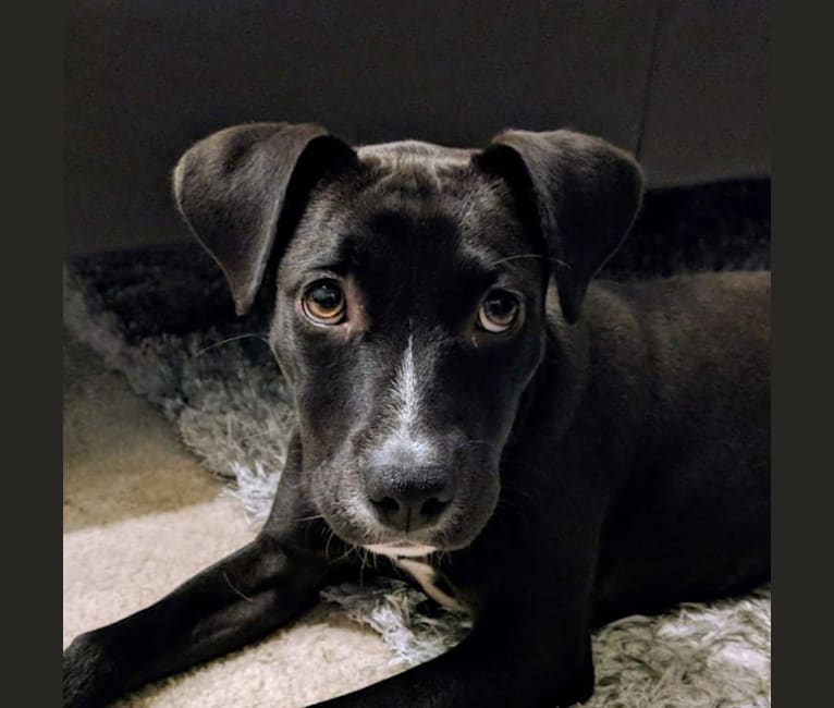 Cora, an American Pit Bull Terrier and Labrador Retriever mix tested with EmbarkVet.com