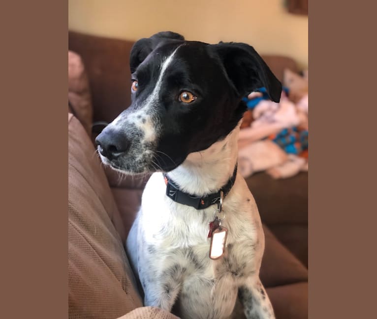 Riley, a German Shorthaired Pointer and Australian Cattle Dog mix tested with EmbarkVet.com