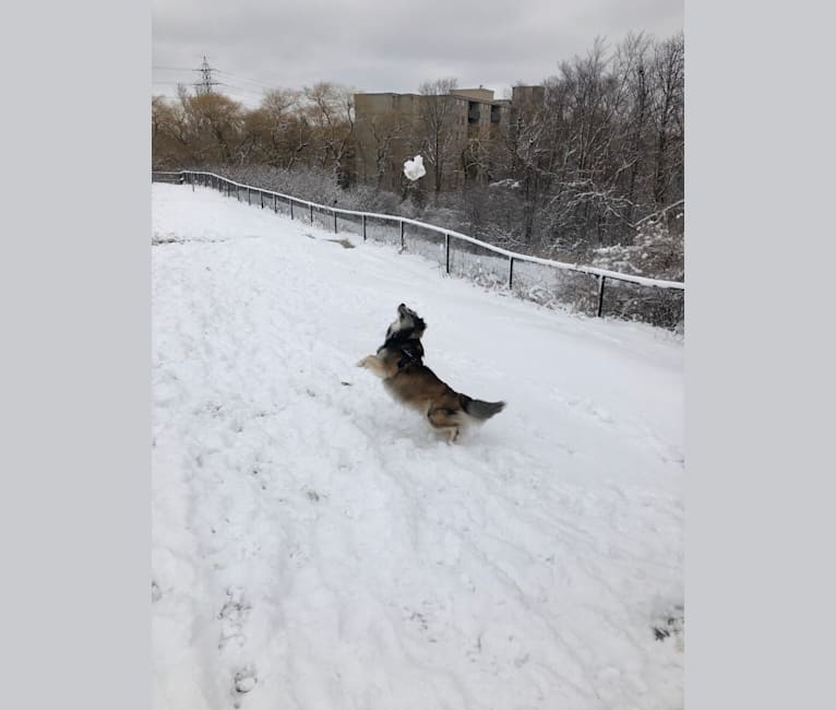 Denver, a Shetland Sheepdog and Siberian Husky mix tested with EmbarkVet.com