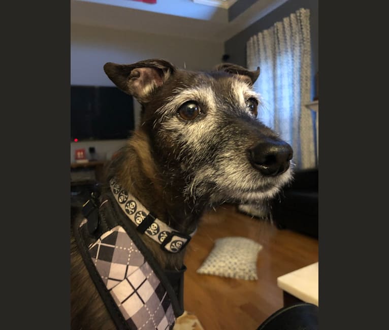 Italian greyhound and store terrier mix