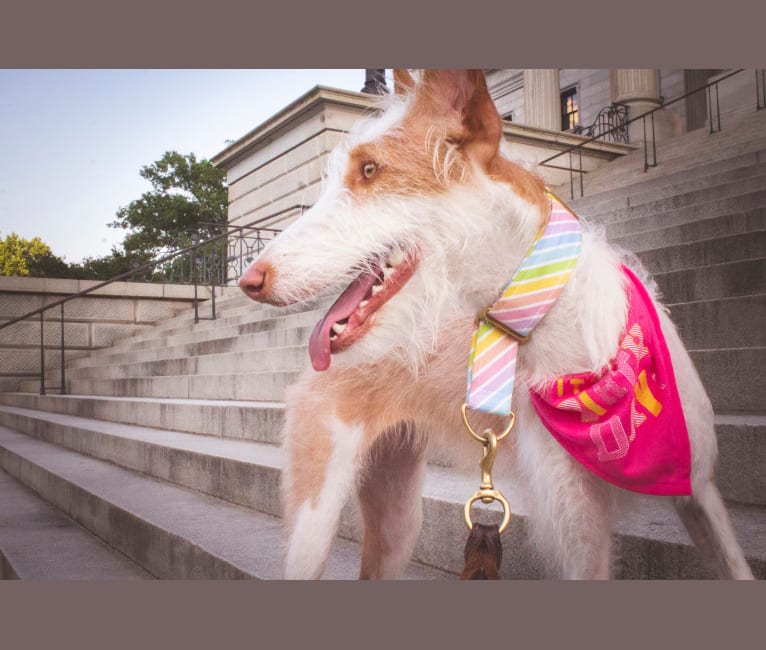 Nevaeh's Bedheaded Beauty, an Ibizan Hound tested with EmbarkVet.com