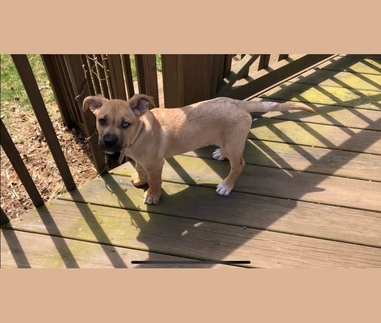 Roger, a Siberian Husky and American Pit Bull Terrier mix tested with EmbarkVet.com