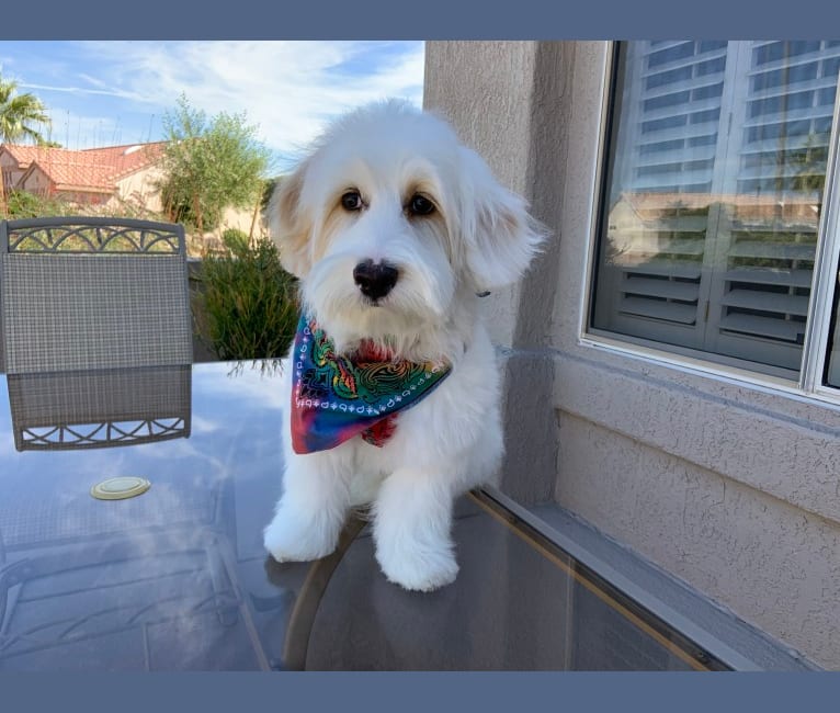 Tucker, a Poodle (Small) and German Shepherd Dog mix tested with EmbarkVet.com