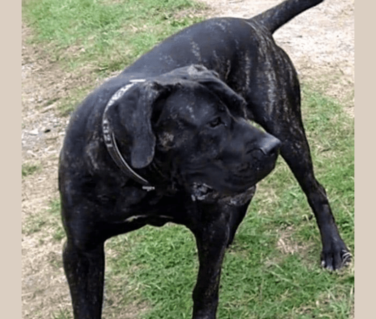 Neapolitan mastiff mixed with sales pitbull