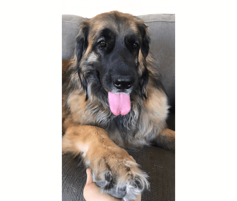 Sally, a Leonberger tested with EmbarkVet.com