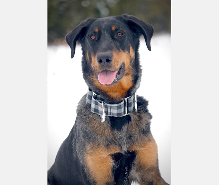 Photo of Charly, a Beauceron  in Saint-Charles-de-Bellechasse, Québec, Canada