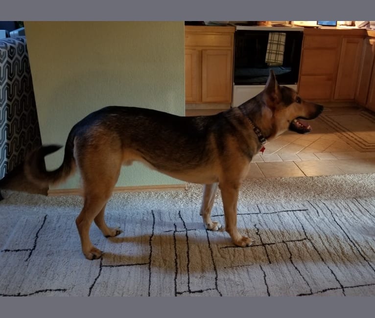 Vizsla mixed with german shepherd hotsell
