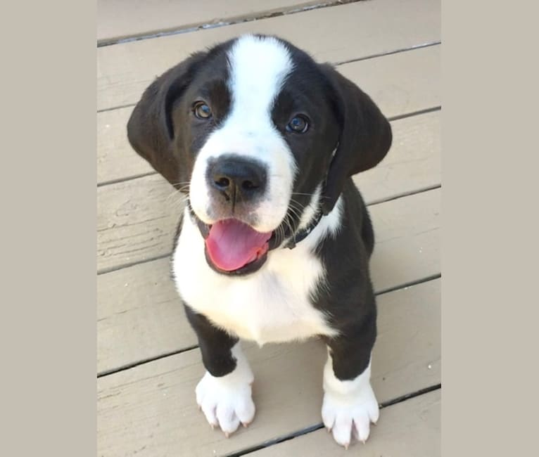 St bernard mixed with great dane sales