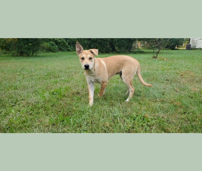 Bones, a Carolina Dog tested with EmbarkVet.com