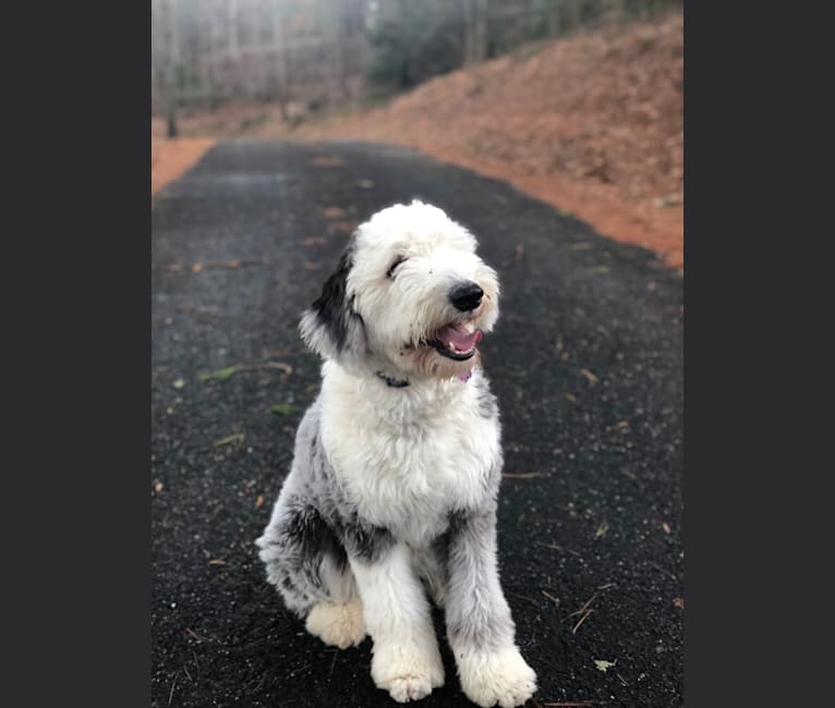 Journey's and "Tango" Makes Three, an Old English Sheepdog tested with EmbarkVet.com