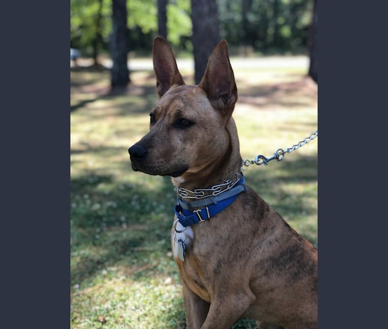 Blu, an American Pit Bull Terrier and Siberian Husky mix tested with EmbarkVet.com