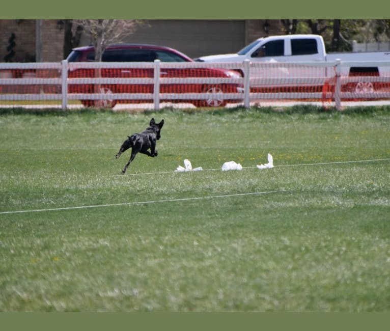 “Merla“ BCC Juniper, an Ibizan Hound and Alaskan Malamute mix tested with EmbarkVet.com