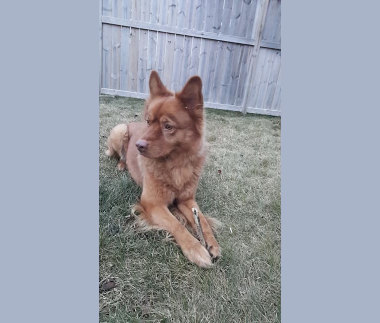 chow and australian shepherd mix