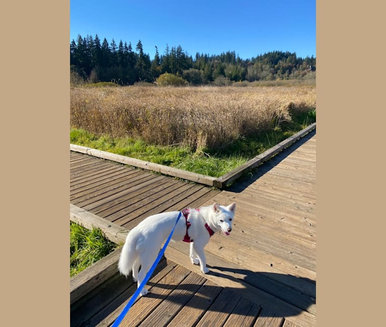 Pearl, a Japanese or Korean Village Dog and Jindo mix tested with EmbarkVet.com