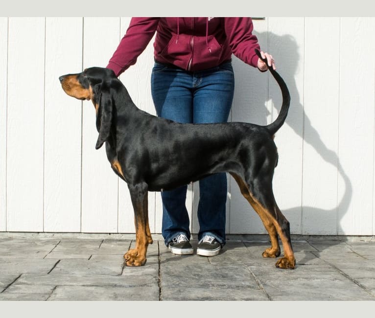 Lou, a Black and Tan Coonhound tested with EmbarkVet.com