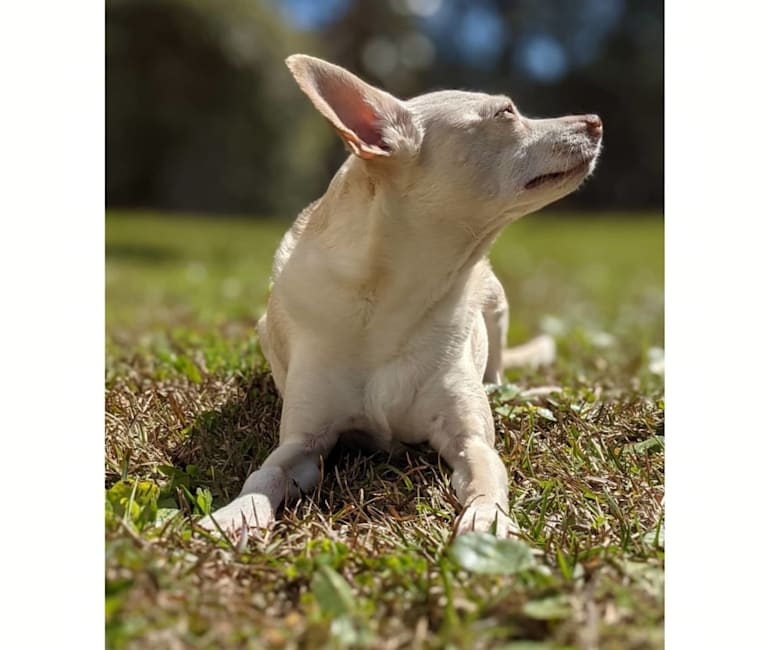 Duck, a Chihuahua and Rat Terrier mix tested with EmbarkVet.com