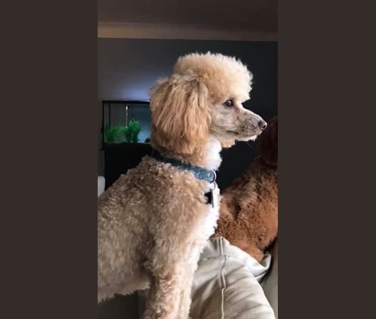 Rexford, a Poodle (Small) tested with EmbarkVet.com