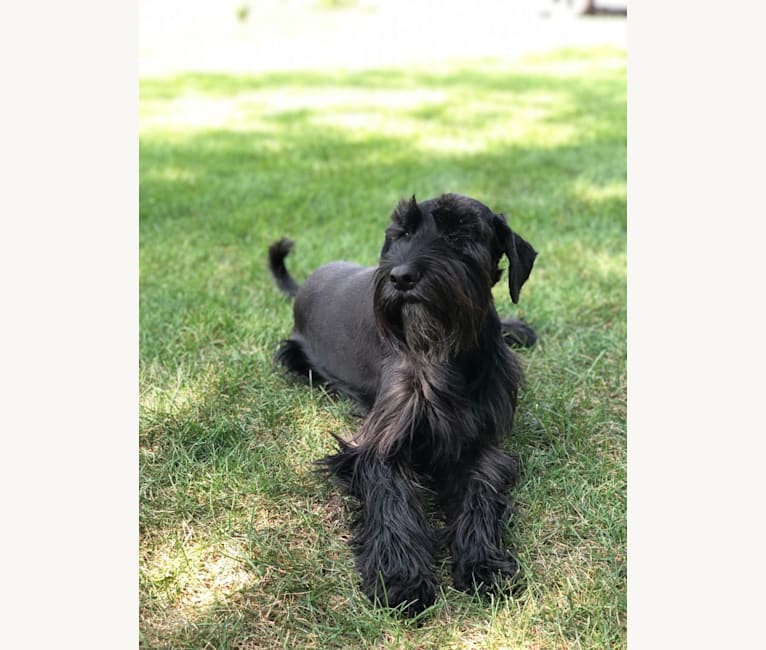 Monty, a Standard Schnauzer tested with EmbarkVet.com