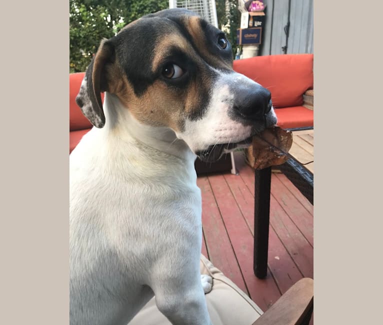 Linus, an American Pit Bull Terrier and Rottweiler mix tested with EmbarkVet.com