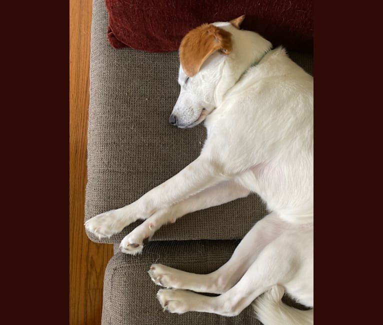 Hannah, a Beagle and Australian Cattle Dog mix tested with EmbarkVet.com