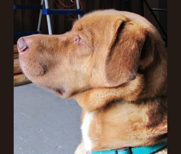 Freddy, a Siberian Husky and Bluetick Coonhound mix tested with EmbarkVet.com