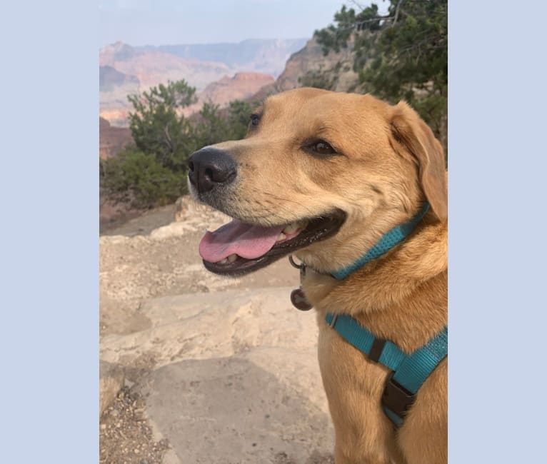 Gus, an American Pit Bull Terrier and Australian Shepherd mix tested with EmbarkVet.com