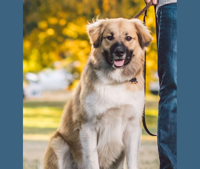 Newton, a Great Pyrenees and Australian Shepherd mix tested with EmbarkVet.com