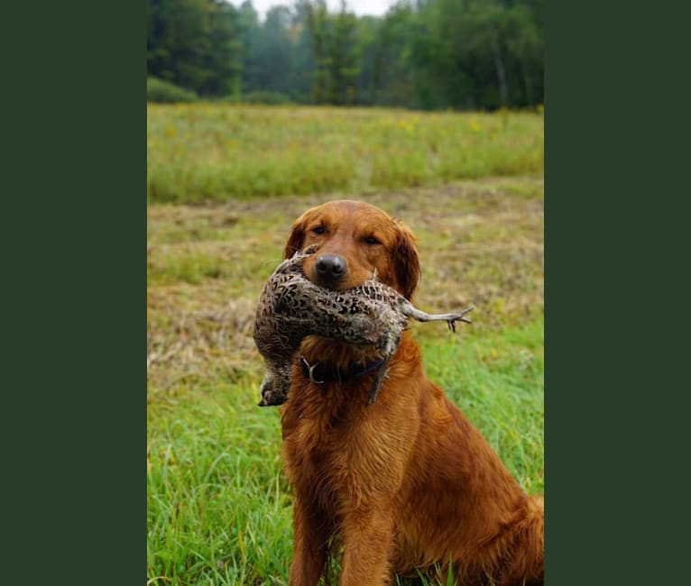 Eclipse, a Golden Retriever tested with EmbarkVet.com