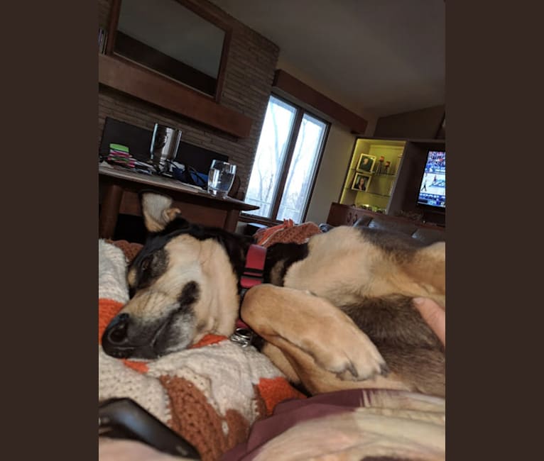 Photo of Marley, a German Shepherd Dog, Labrador Retriever, Golden Retriever, Weimaraner, and Mixed mix in Hillsboro, OH, USA