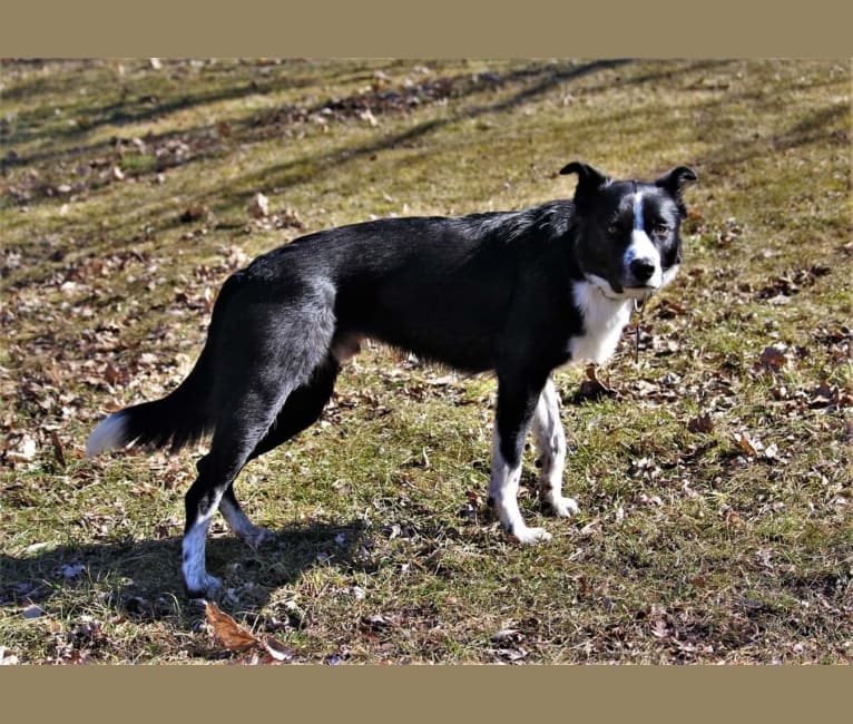 Quin, a Border Collie and Australian Cattle Dog mix tested with EmbarkVet.com