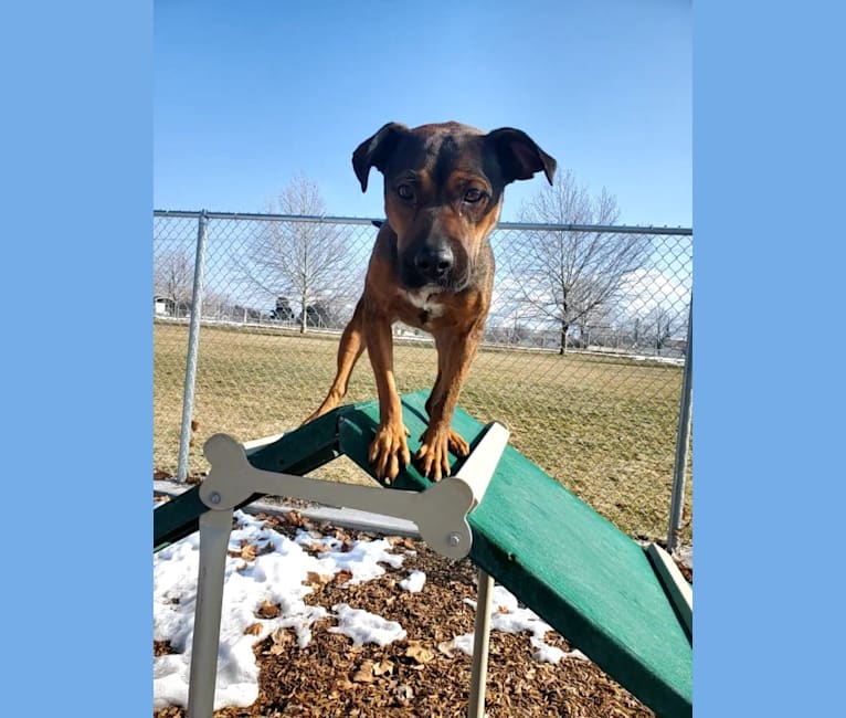 Kita, an American Bully and Miniature/MAS-type Australian Shepherd mix tested with EmbarkVet.com