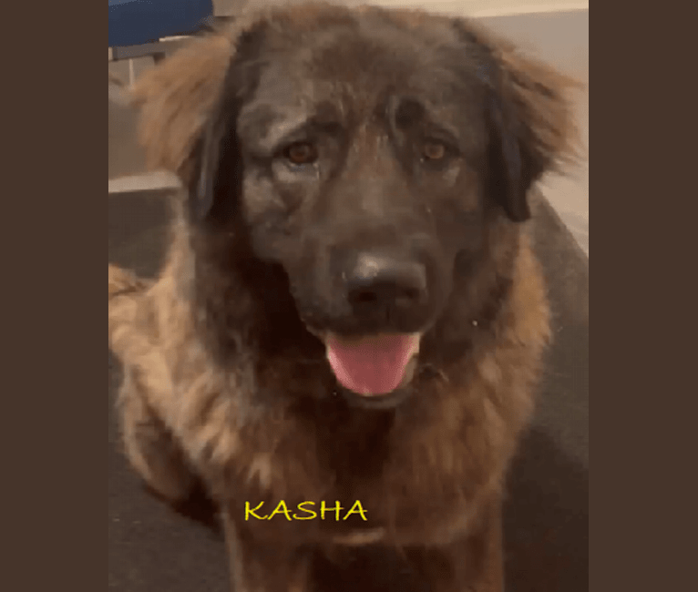 Kasha, a Caucasian Ovcharka tested with EmbarkVet.com