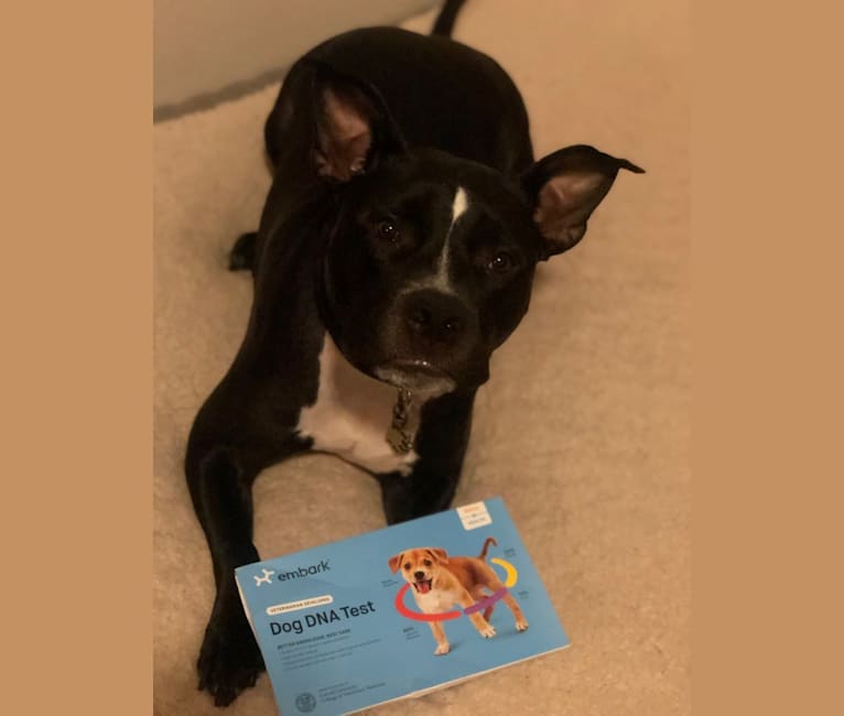 Mickey, an American Bully tested with EmbarkVet.com
