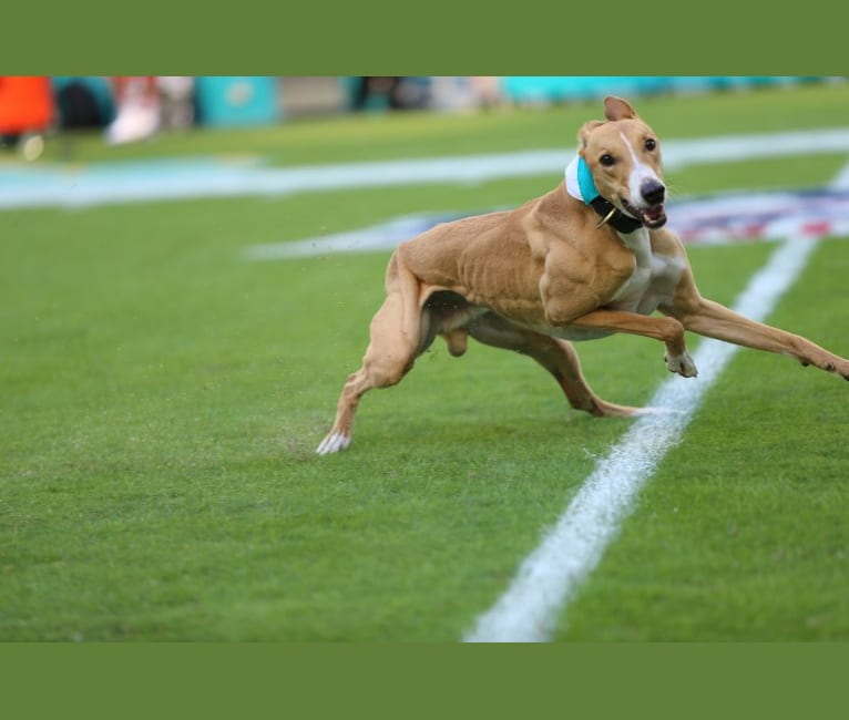 Greyhound pit mix discount