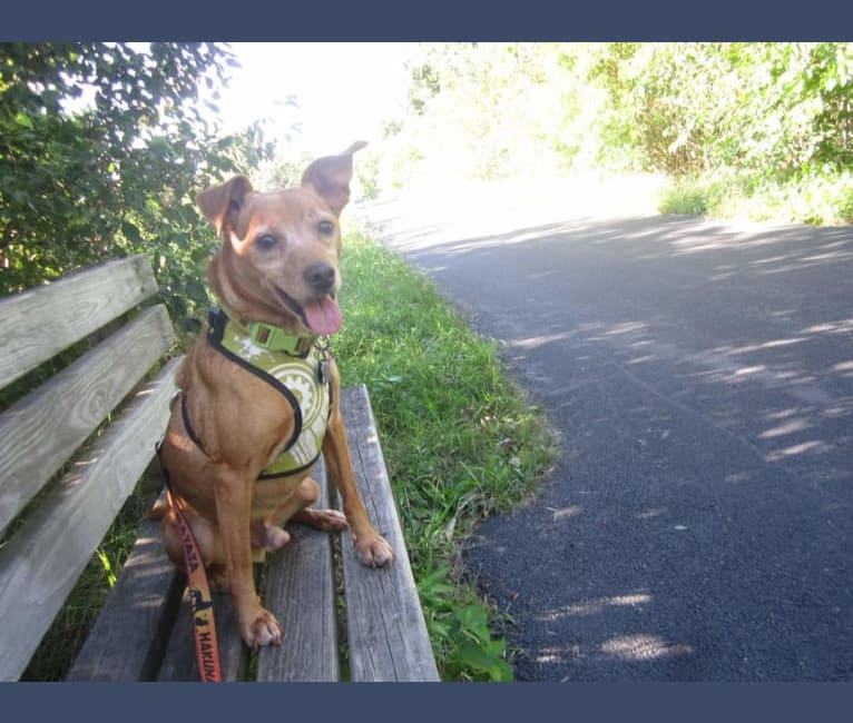 Cricket, a Miniature Pinscher and Beagle mix tested with EmbarkVet.com