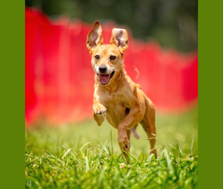Photo of Bender, a Mountain Cur, Miniature Pinscher, and Mixed mix in Scottsboro, AL, USA
