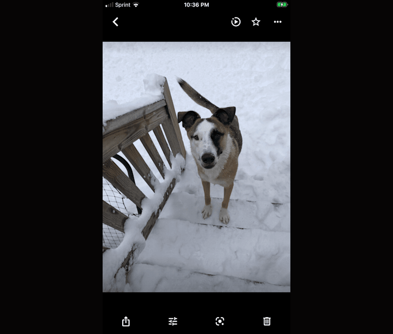 Nisso, a West Asian Village Dog tested with EmbarkVet.com