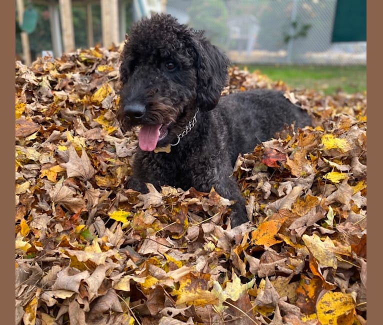 Airedale poodle mix 2025