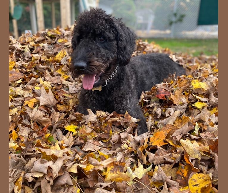 Bowie, an Airedale Terrier and Poodle (Standard) mix tested with EmbarkVet.com