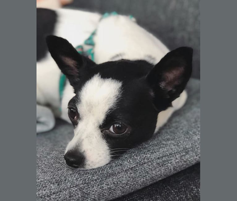 Olive, a Chihuahua and Rat Terrier mix tested with EmbarkVet.com