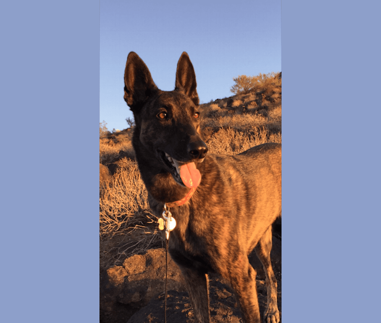 Idna, a Dutch Shepherd tested with EmbarkVet.com