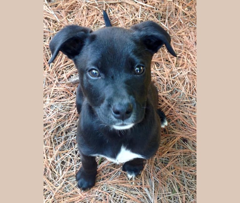 Josie, a Boxer and Australian Cattle Dog mix tested with EmbarkVet.com